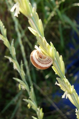 Cernuella neglecta